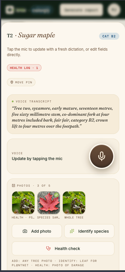 tree·canopy app on iPhone showing the T2 Sugar maple sheet with category B2 badge, voice transcript of the inspection, three photos, and Identify species + Health check actions